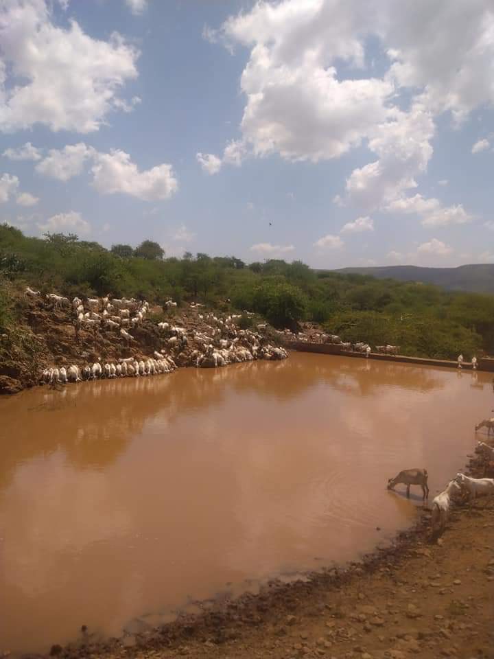 Goats drink water from a pool formed by a sand dam. Dams like this one retain water from seasonal rivers for use during the dry season, but as rains fail, these reservoirs are drying up. Photo contributed by Joel Lankas.