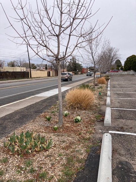 The trees planted along the sidewalk at Albuquerque Mennonite Church are now eight years old. Photo contributed by Donna Detweiler.